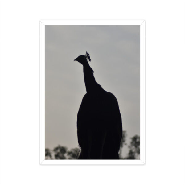 Peacock-Silhouette - Image 2